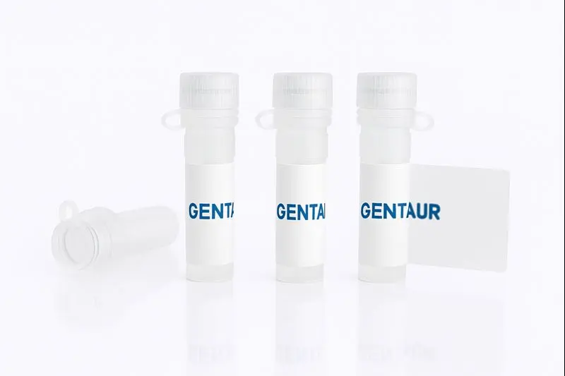 BCMA/TNFRSF17, Mouse (HEK293, Fc)