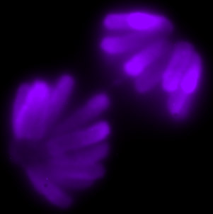 Cellnucleus